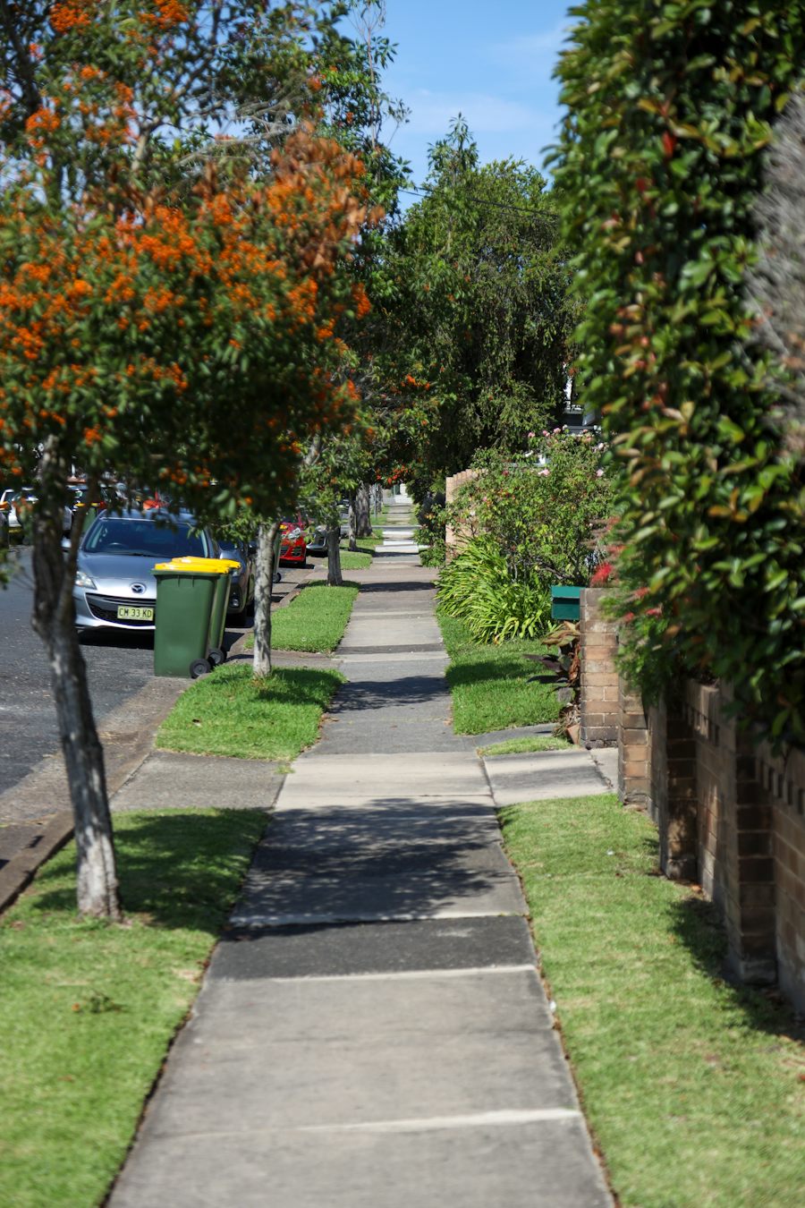 Suburban sidewalk with mature trees and parked cars